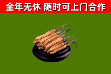 什邡烟酒回收冬虫夏草.jpg
